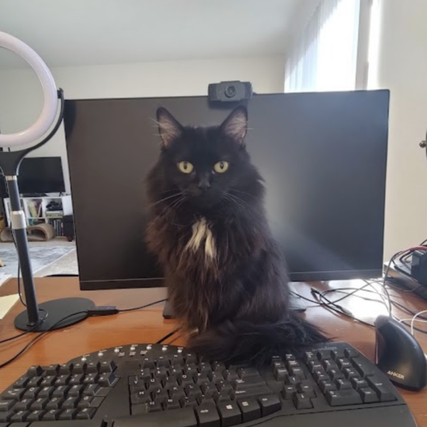 Black kitten with white tummy staring at camera sitting on a desk in front of monitor